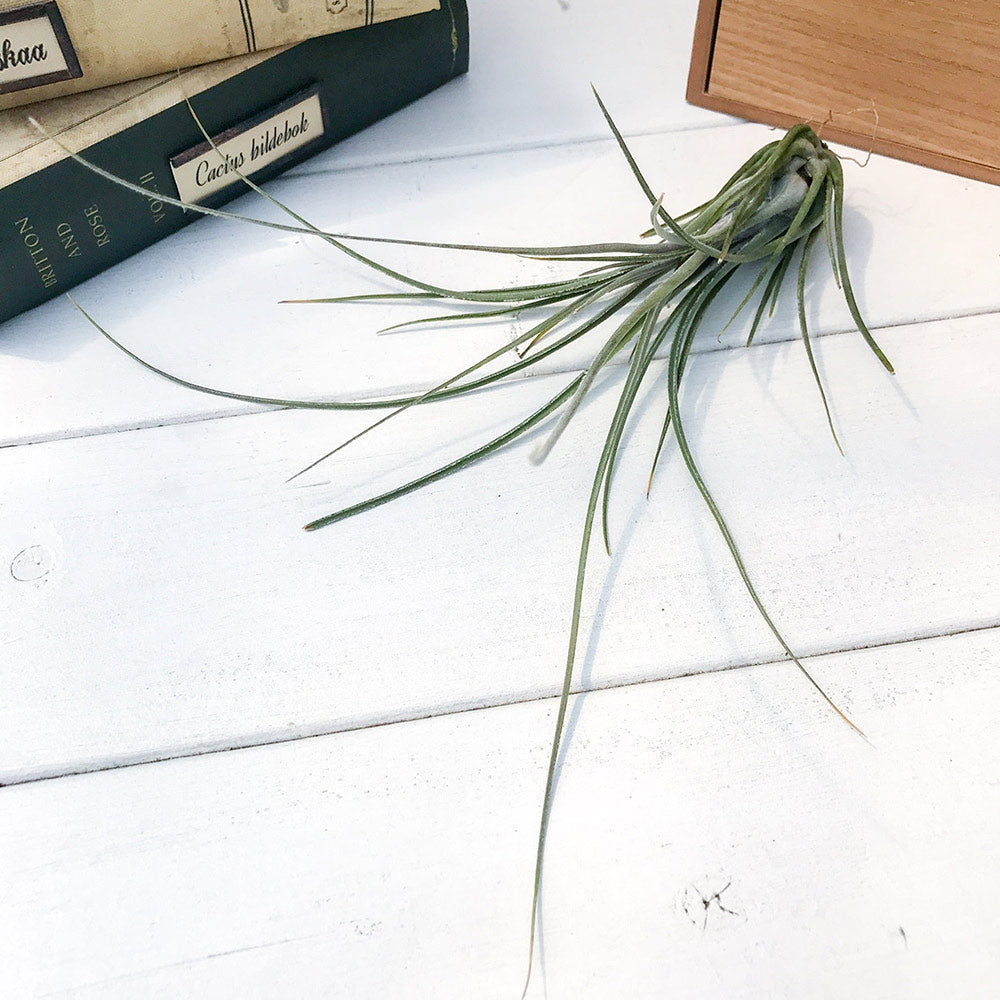 PLANCHU エアプランツ ティランジア ディスティカ ペトレア 1株 W20×H20cm前後 育て方説明書付き Tillandsia disticha ‘Petrea’ エアープランツ チランジア