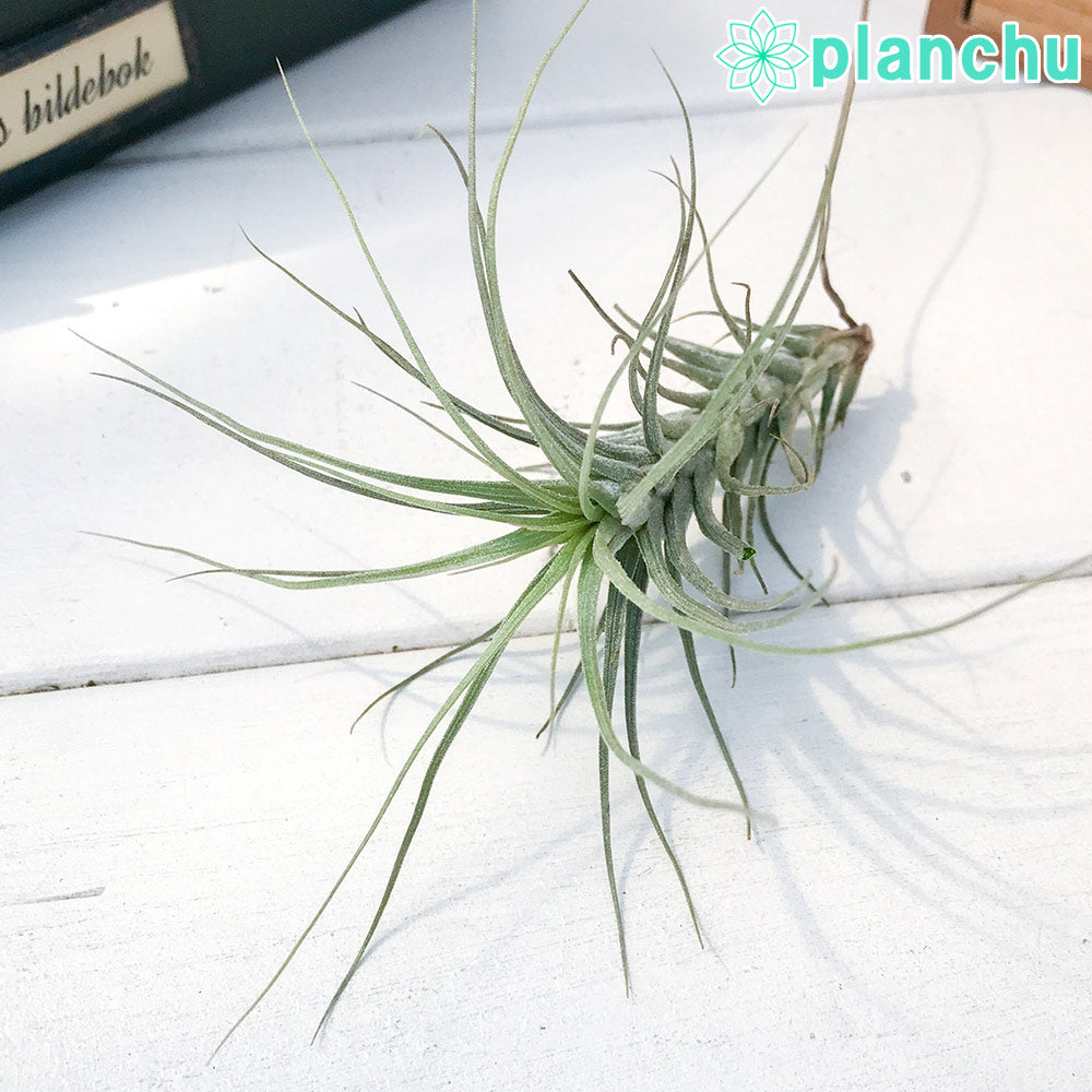 PLANCHU エアプランツ ティランジア ヘテロモルファ 1株 W5×H7cm前後 育て方説明書付き Tillandsia heteromorpha エアープランツ チランジア