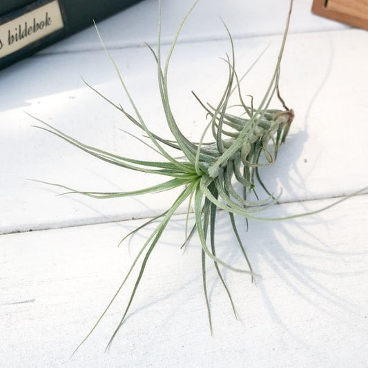 PLANCHU エアプランツ ティランジア ヘテロモルファ 1株 W5×H7cm前後 育て方説明書付き Tillandsia heteromorpha エアープランツ チランジア