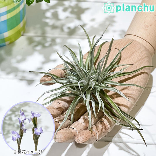 PLANCHU エアプランツ ティランジア ライヘンバッキー クランプ 1株 W15×H15cm前後 育て方説明書付き Tillandsia reichenbachii エアープランツ チランジア