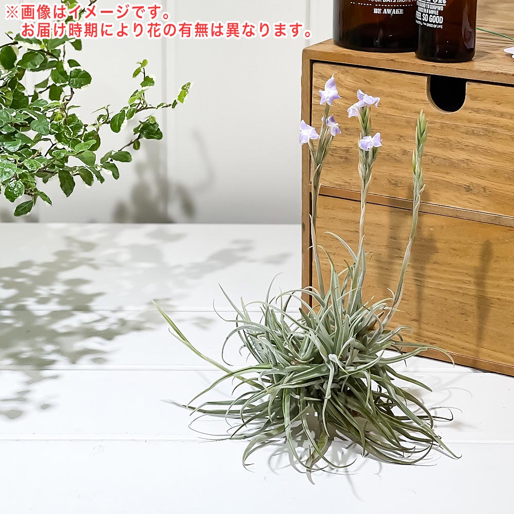 PLANCHU エアプランツ ティランジア ライヘンバッキー クランプ 1株 育て方説明書付き Tillandsia reichenbachii エアープランツ チランジア