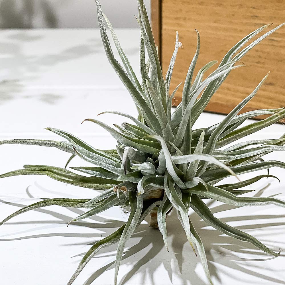 PLANCHU エアプランツ ティランジア ライヘンバッキー クランプ 1株 育て方説明書付き Tillandsia reichenbachii エアープランツ チランジア