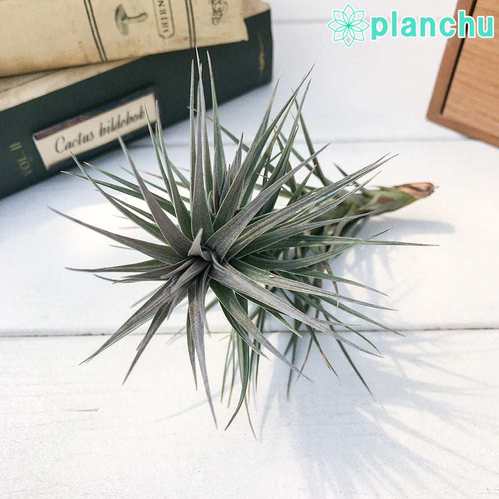 PLANCHU エアプランツ ティランジア アラウジェイ パープルフォーム 1株 W8×H12cm前後 育て方説明書付き Tillandsia araujei ‘Purple Form’  エアープランツ チランジア