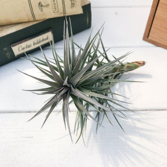 PLANCHU エアプランツ ティランジア アラウジェイ パープルフォーム 1株 W8×H12cm前後 育て方説明書付き Tillandsia araujei ‘Purple Form’  エアープランツ チランジア