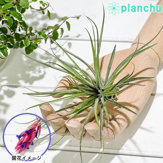 PLANCHU エアプランツ ティランジア ストリクタ マゼンタ 1株 育て方説明書付き Tillandsia stricta ‘Magenta’ エアープランツ チランジア