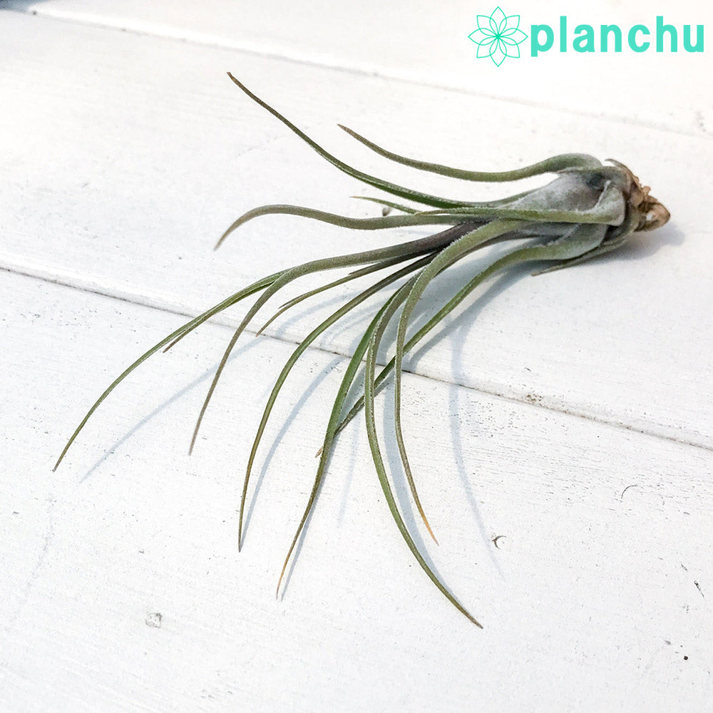 PLANCHU エアプランツ ティランジア ディスティカ ペトレアドワーフ 1株 W7×H10cm前後 育て方説明書付き Tillandsia disticha ‘Petrea Dwarf’ エアープランツ チランジア
