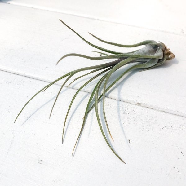 PLANCHU エアプランツ ティランジア ディスティカ ペトレアドワーフ 1株 育て方説明書付き Tillandsia disticha var. petrea dwarf エアープランツ チランジア