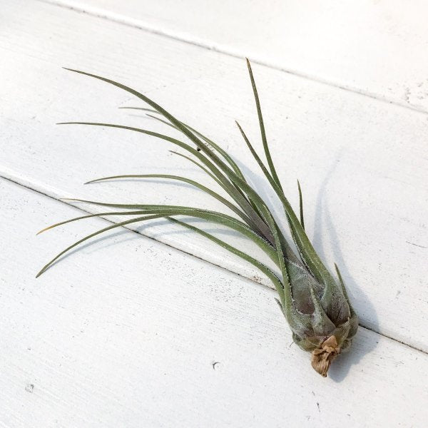 PLANCHU エアプランツ ティランジア ディスティカ ペトレアドワーフ 1株 育て方説明書付き Tillandsia disticha var. petrea dwarf エアープランツ チランジア