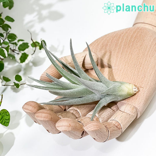 PLANCHU エアプランツ ティランジア アエラントス ザ ピンク 1株 育て方説明書付き Tillandsia aeranthos ‘The Pink’ エアープランツ チランジア