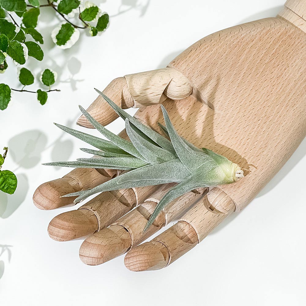PLANCHU エアプランツ ティランジア アエラントス ザ ピンク 1株 W5×H10cm前後 育て方説明書付き Tillandsia aeranthos ‘The Pink’ エアープランツ チランジア