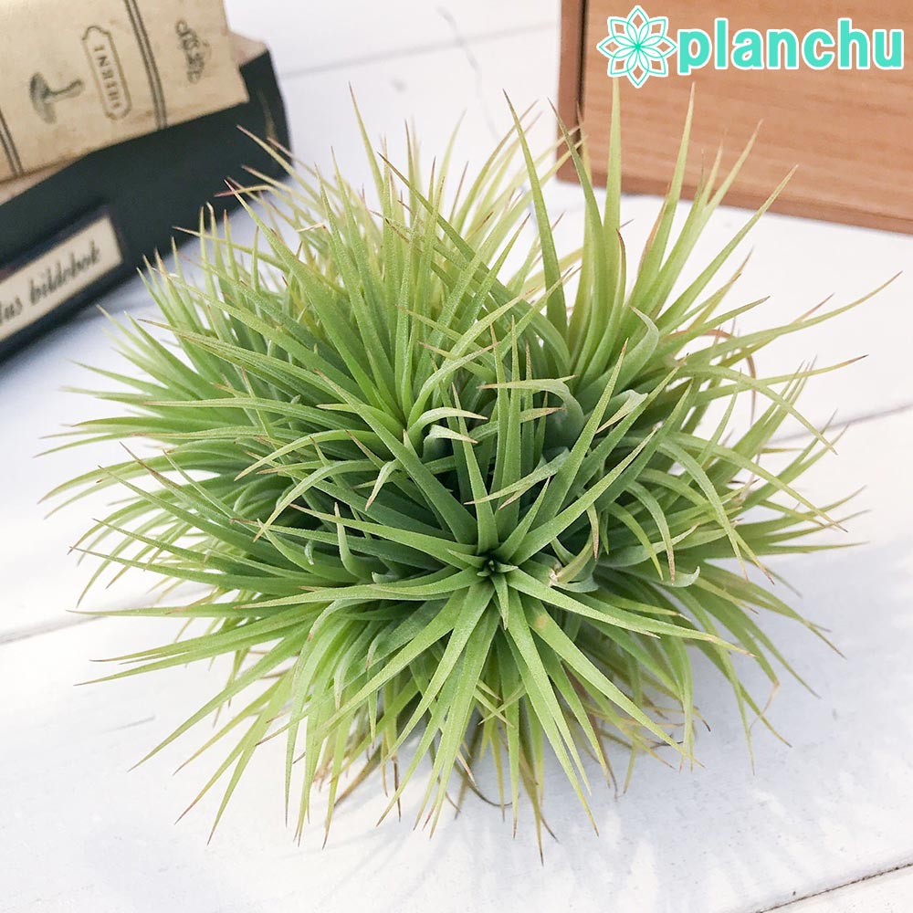 PLANCHU エアプランツ ティランジア イオナンタ × コンコロール 1株 W14×H11cm前後 育て方説明書付き Tillandsia ionantha × concolor エアープランツ チランジア