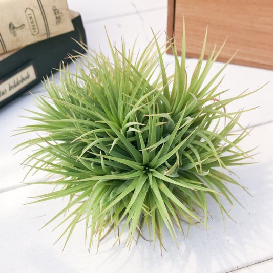 PLANCHU エアプランツ ティランジア イオナンタ × コンコロール 1株 W14×H11cm前後 育て方説明書付き Tillandsia ionantha × concolor エアープランツ チランジア
