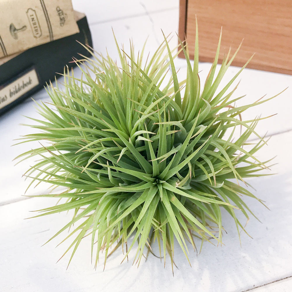 PLANCHU エアプランツ ティランジア イオナンタ × コンコロール 1株 W14×H11cm前後 育て方説明書付き Tillandsia ionantha × concolor エアープランツ チランジア