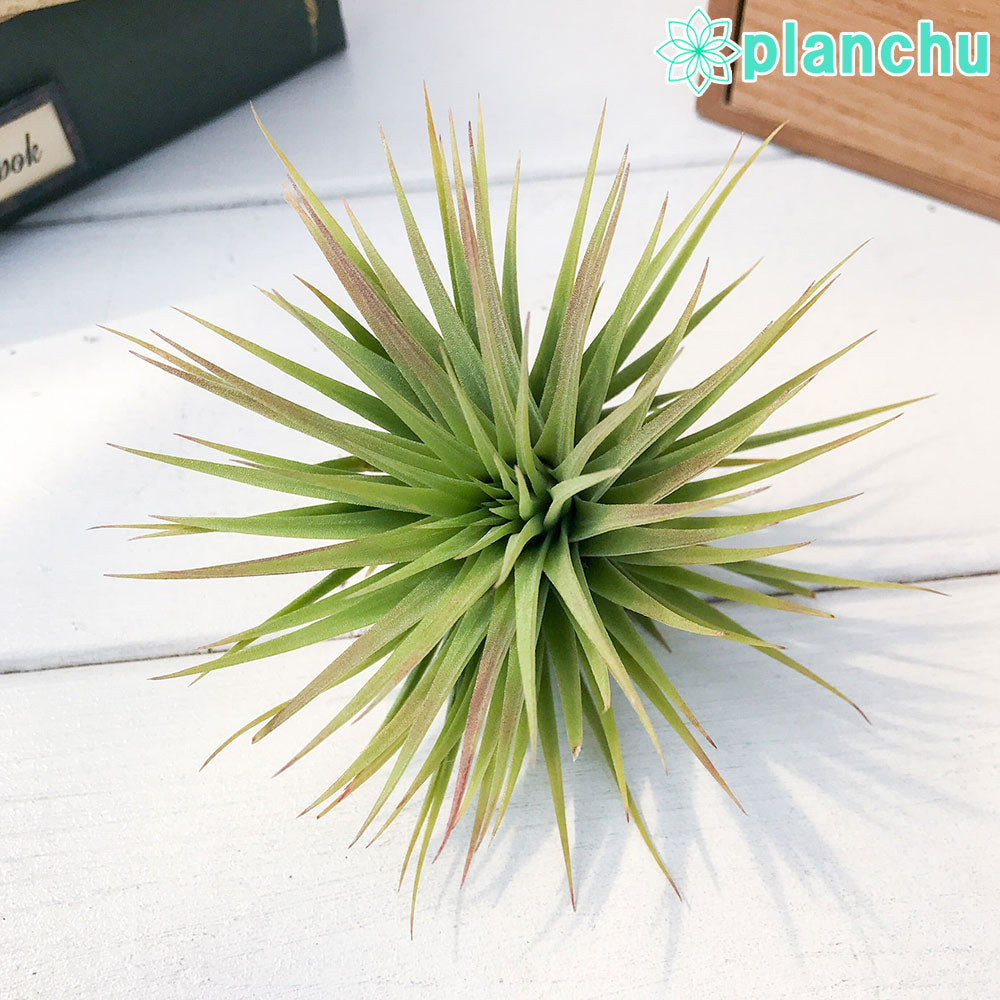 PLANCHU エアプランツ ティランジア イオナンタ ファットボーイ 1株 W9×H7cm前後 育て方説明書付き Tillandsia ionantha ‘Fat Boy’ エアープランツ チランジア