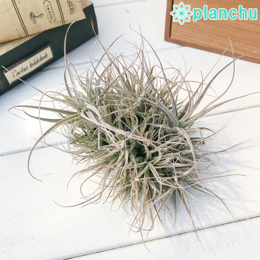 PLANCHU エアプランツ ティランジア エーレルシアナ クランプ 1株 W12×H10cm前後 育て方説明書付き Tillandsia ehlersiana エアープランツ チランジア