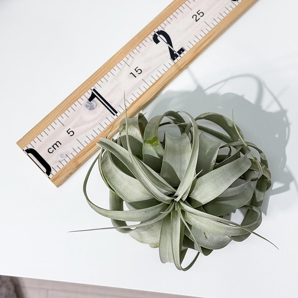 PLANCHU エアプランツ ティランジア キセログラフィカ Mサイズ 1株 W15×H12cm前後 育て方説明書付き Tillandsia xerographica エアープランツ チランジア