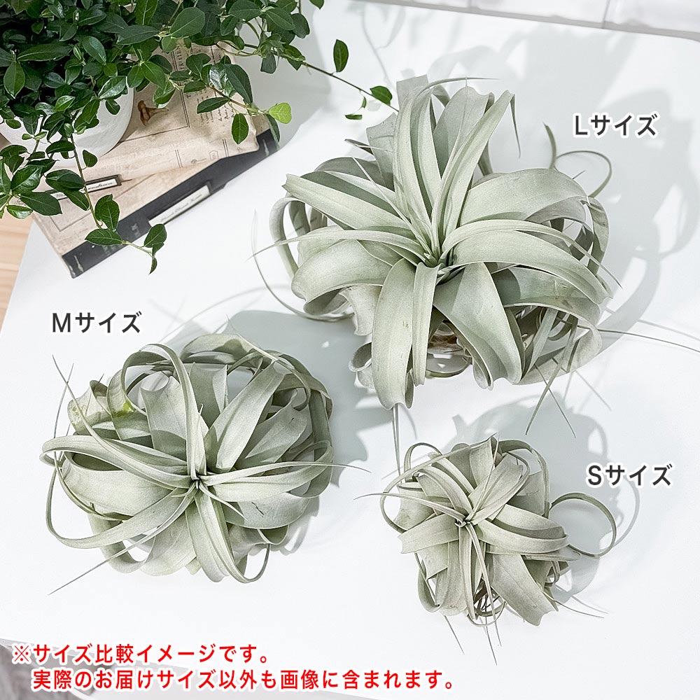 PLANCHU エアプランツ ティランジア キセログラフィカ Mサイズ 1株 W15×H12cm前後 育て方説明書付き Tillandsia xerographica エアープランツ チランジア