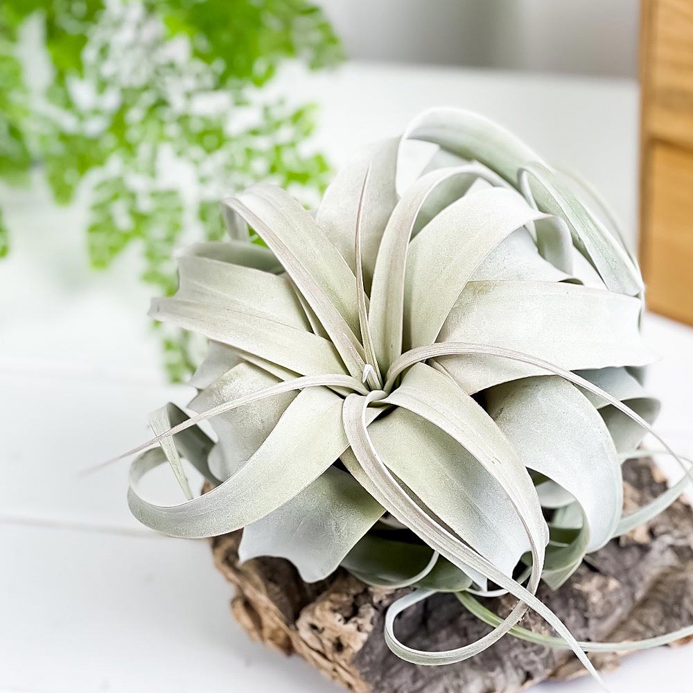 PLANCHU エアプランツ ティランジア キセログラフィカ Mサイズ 1株 W15×H12cm前後 育て方説明書付き Tillandsia xerographica エアープランツ チランジア