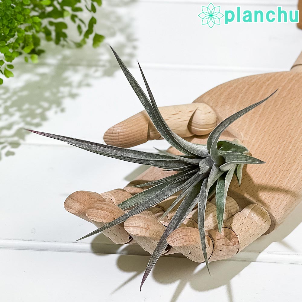 PLANCHU エアプランツ ティランジア ストリクタ パープルレイン 1株 育て方説明書付き Tillandsia stricta ‘Purple Rain’ エアープランツ チランジア