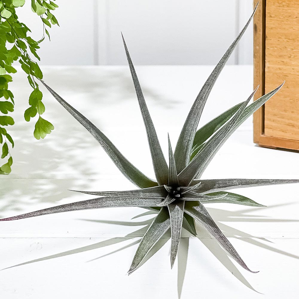 PLANCHU エアプランツ ティランジア ストリクタ パープルレイン 1株 育て方説明書付き Tillandsia stricta ‘Purple Rain’ エアープランツ チランジア