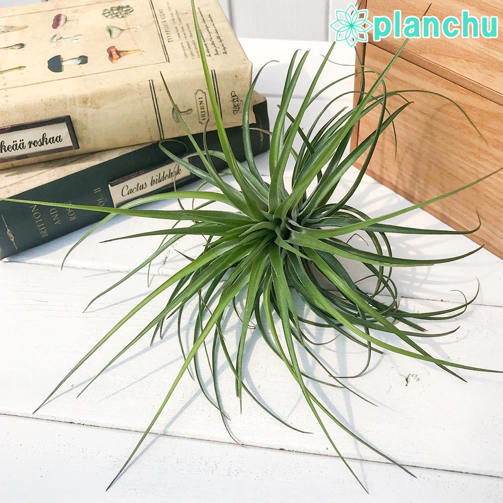 PLANCHU エアプランツ ティランジア ストリクタ フーゴ 1株 W18×H13cm前後 育て方説明書付き Tillandsia stricta ‘Hugo’ エアープランツ チランジア