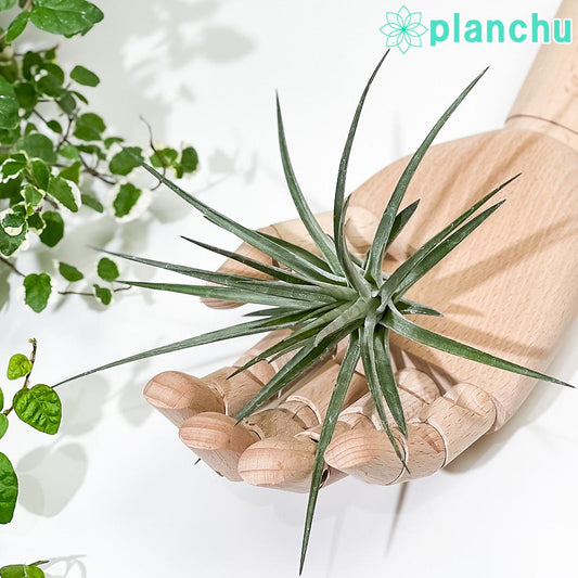 PLANCHU エアプランツ ティランジア ストリクタ ブラックビューティー 1株 W18×H15cm前後 育て方説明書付き Tillandsia stricta ‘Black Beauty’ エアープランツ チランジア