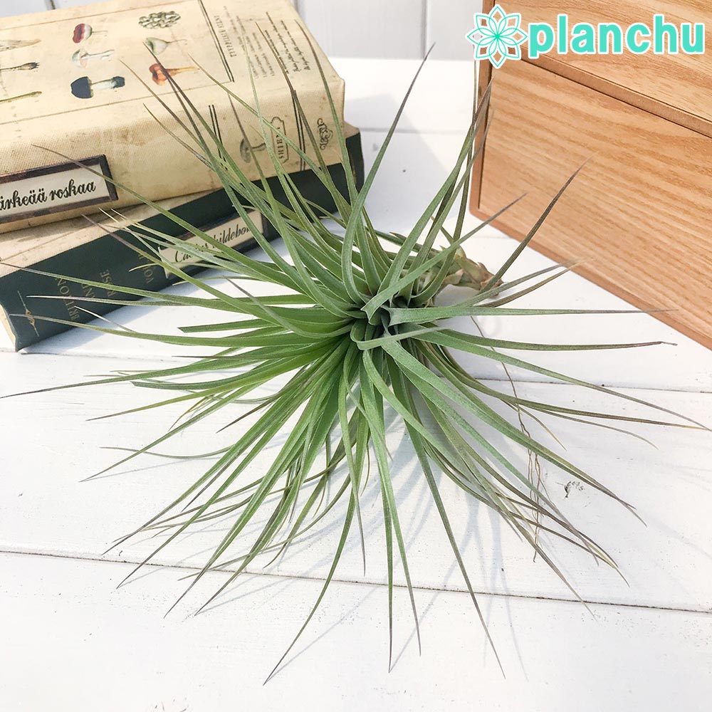 PLANCHU エアプランツ ティランジア ストリクタ マハラジャ 1株 W18×H18cm前後 育て方説明書付き Tillandsia stricta ‘Maharaja’ エアープランツ チランジア