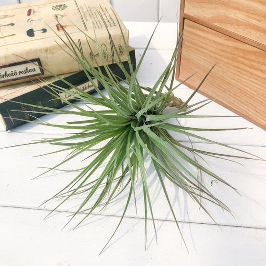 PLANCHU エアプランツ ティランジア ストリクタ マハラジャ 1株 W18×H18cm前後 育て方説明書付き Tillandsia stricta ‘Maharaja’ エアープランツ チランジア