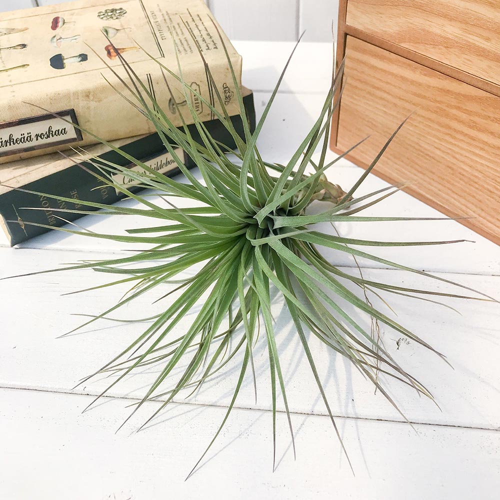 PLANCHU エアプランツ ティランジア ストリクタ マハラジャ 1株 W18×H18cm前後 育て方説明書付き Tillandsia stricta ‘Maharaja’ エアープランツ チランジア