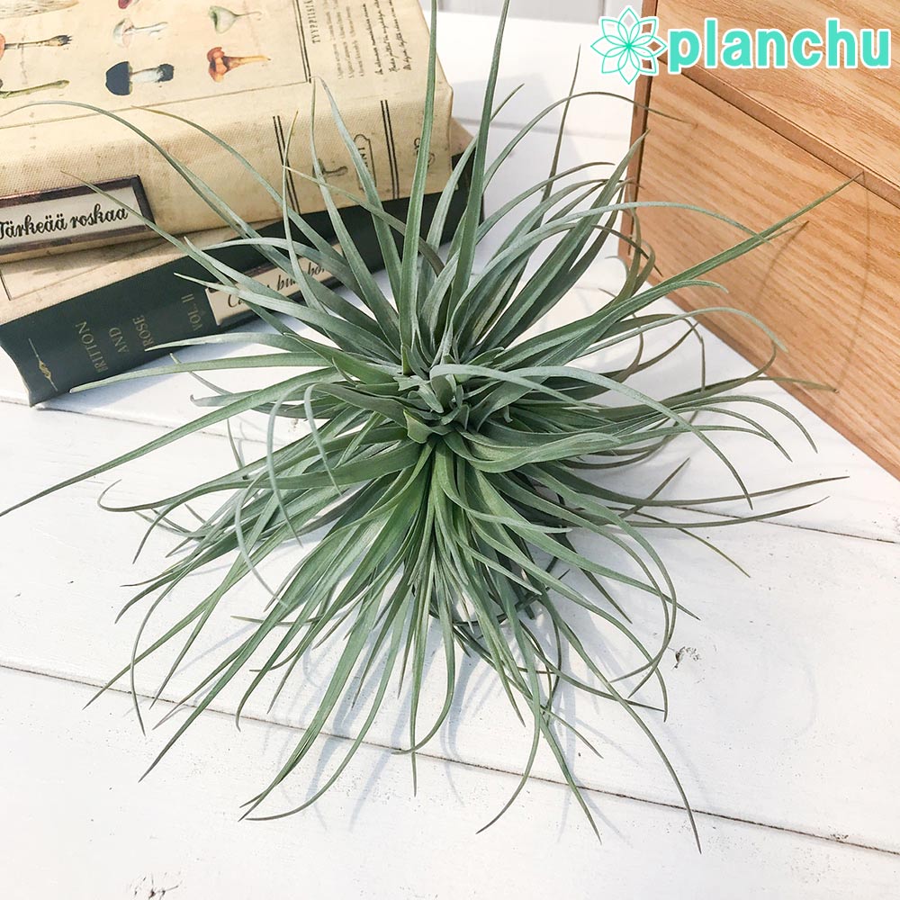 PLANCHU エアプランツ ティランジア ストリクタ ムーングロウ 1株 W16×H17cm前後 育て方説明書付き Tillandsia stricta ‘Moonglow’ エアープランツ チランジア