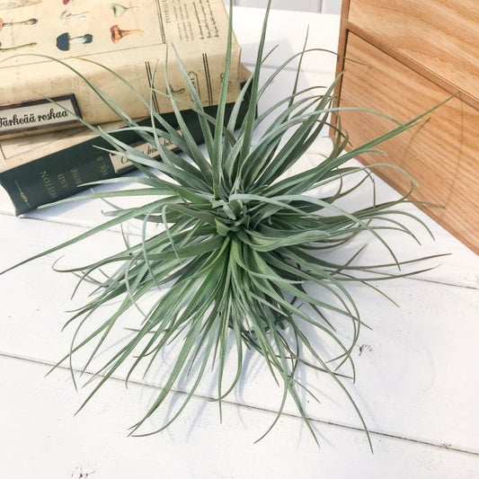 PLANCHU エアプランツ ティランジア ストリクタ ムーングロウ 1株 W16×H17cm前後 育て方説明書付き Tillandsia stricta ‘Moonglow’ エアープランツ チランジア