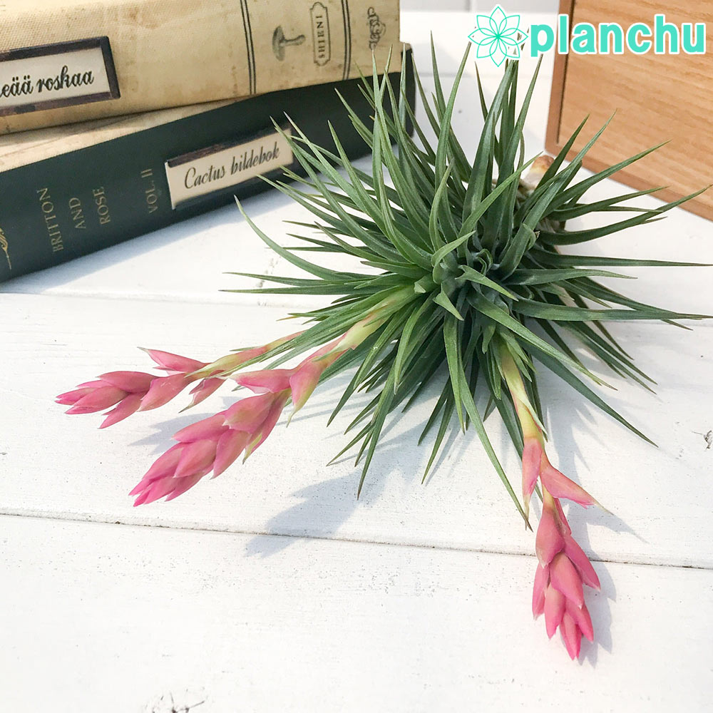 PLANCHU エアプランツ ティランジア ストリクタ ロングフォーム クランプ 1株 W10×H13cm前後 育て方説明書付き Tillandsia stricta ‘Long Form’ エアープランツ チランジア