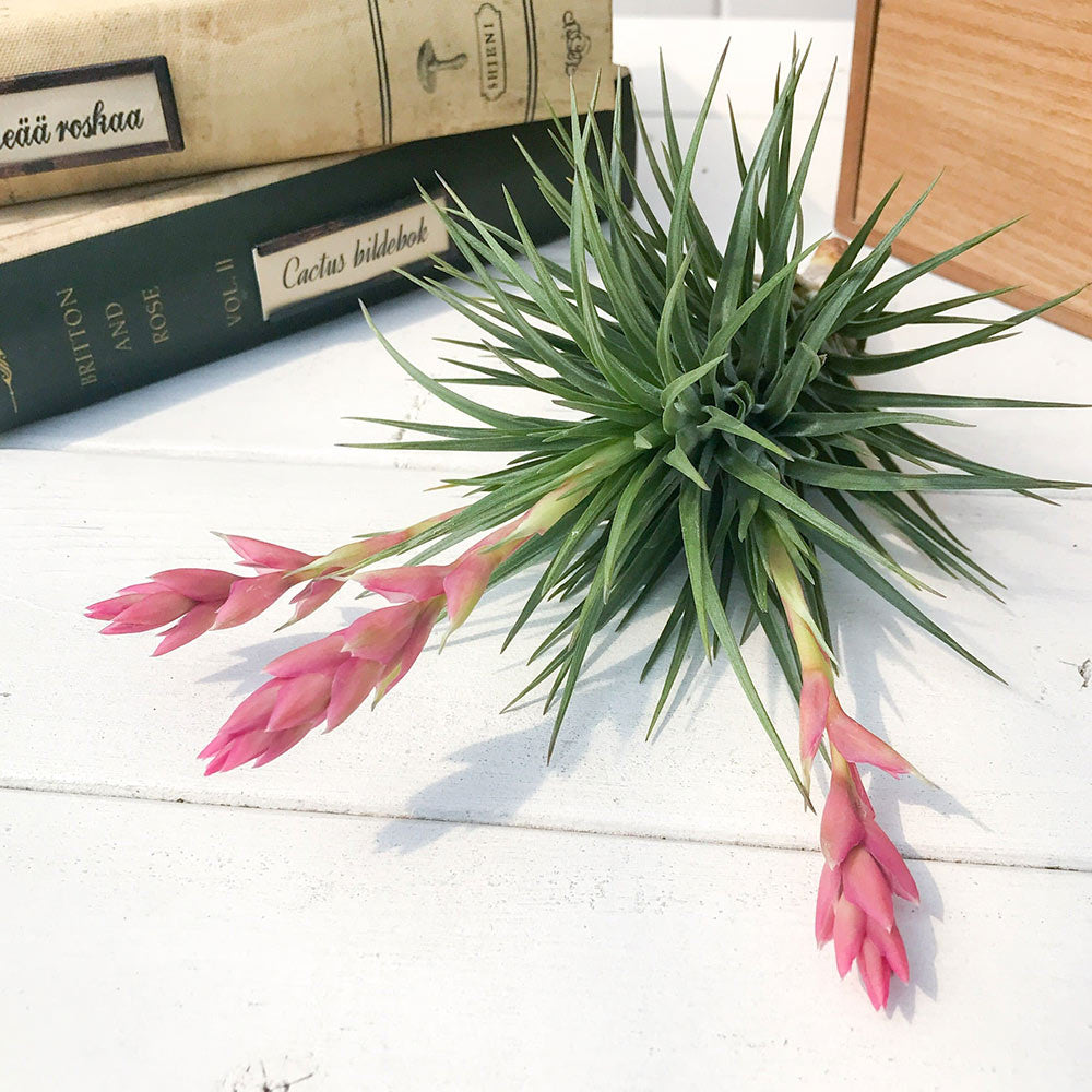 PLANCHU エアプランツ ティランジア ストリクタ ロングフォーム クランプ 1株 W10×H13cm前後 育て方説明書付き Tillandsia stricta ‘Long Form’ エアープランツ チランジア