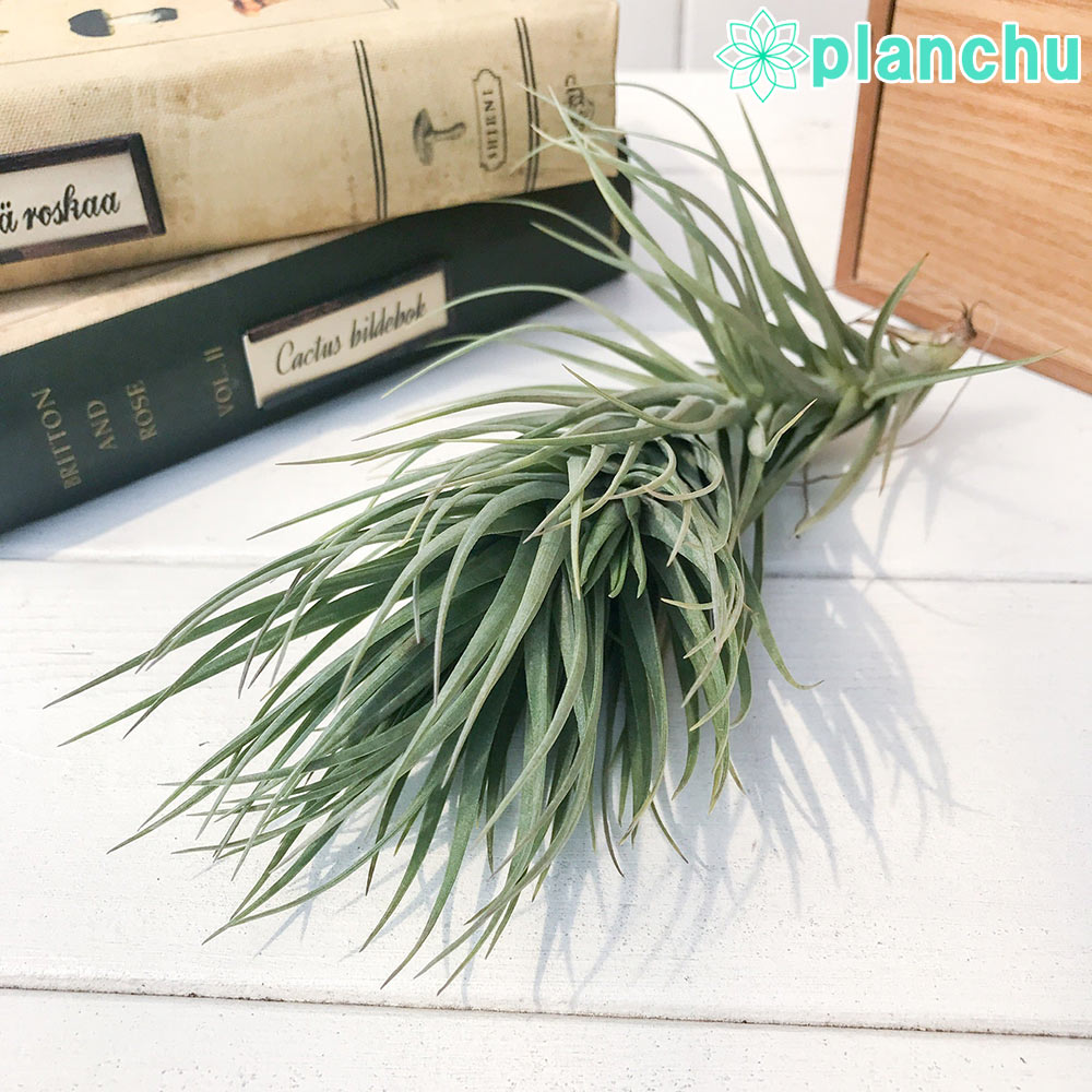 PLANCHU エアプランツ ティランジア テヌイフォリア パープルトーチ 1株 W9×H17cm前後 育て方説明書付き Tillandsia tenuifolia ‘Purple Torch’ エアープランツ チランジア