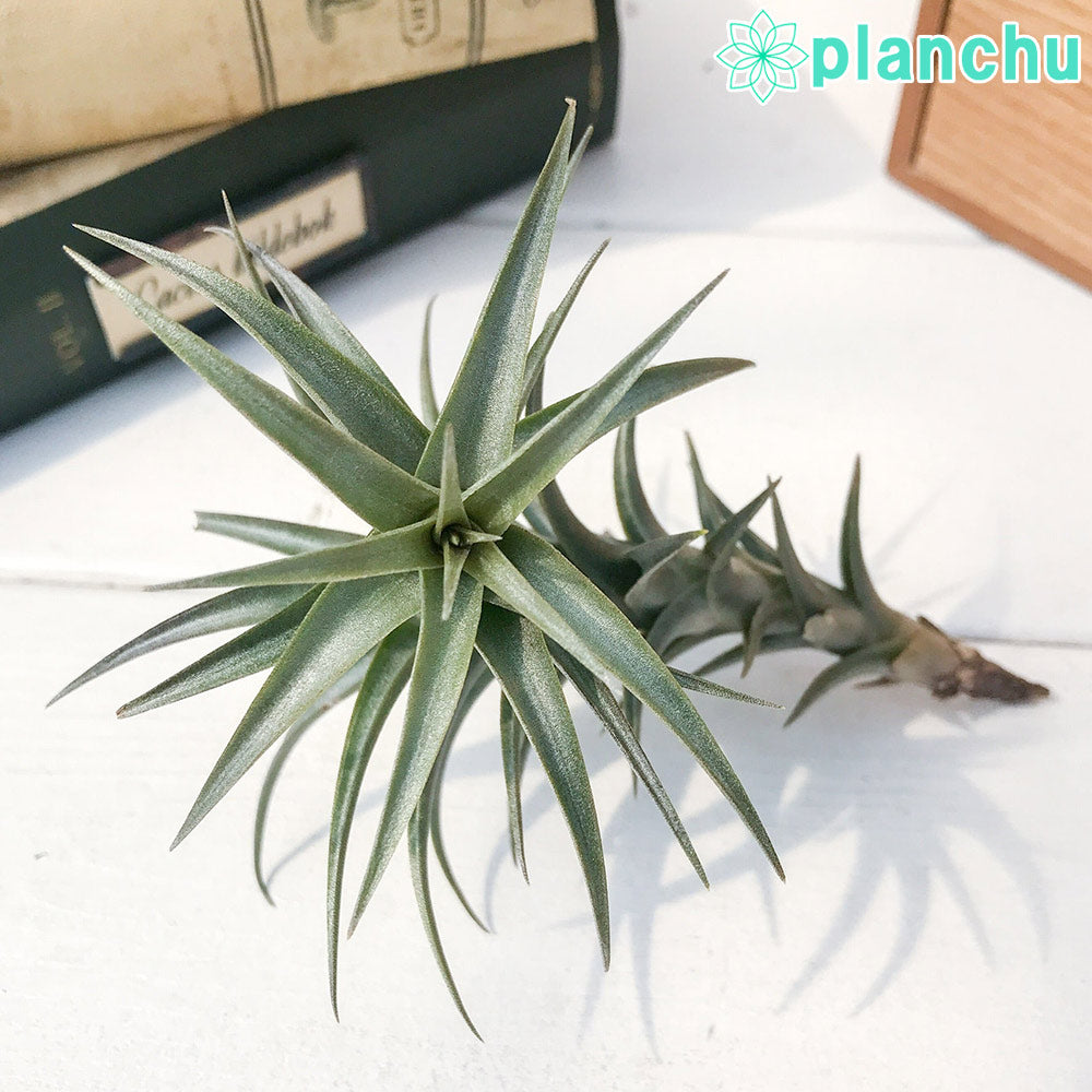 PLANCHU エアプランツ ティランジア ラティフォリア エナノレッド 1株 W5×H8cm前後 育て方説明書付き Tillandsia latifolia ‘Enano Red’ エアープランツ チランジア