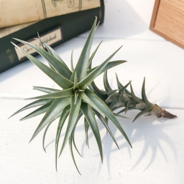 PLANCHU エアプランツ ティランジア ラティフォリア エナノレッド 1株 育て方説明書付き Tillandsia latifolia ‘Enano Red’ エアープランツ チランジア