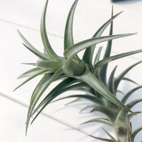 PLANCHU エアプランツ ティランジア ラティフォリア エナノレッド 1株 育て方説明書付き Tillandsia latifolia ‘Enano Red’ エアープランツ チランジア