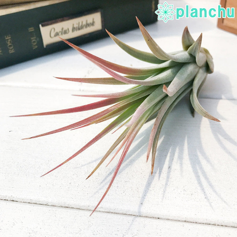 PLANCHU エアプランツ ティランジア イオナンタ × フロリバンダ 1株 W6×H11cm前後 育て方説明書付き Tillandsia ionantha × floribunda エアープランツ チランジア