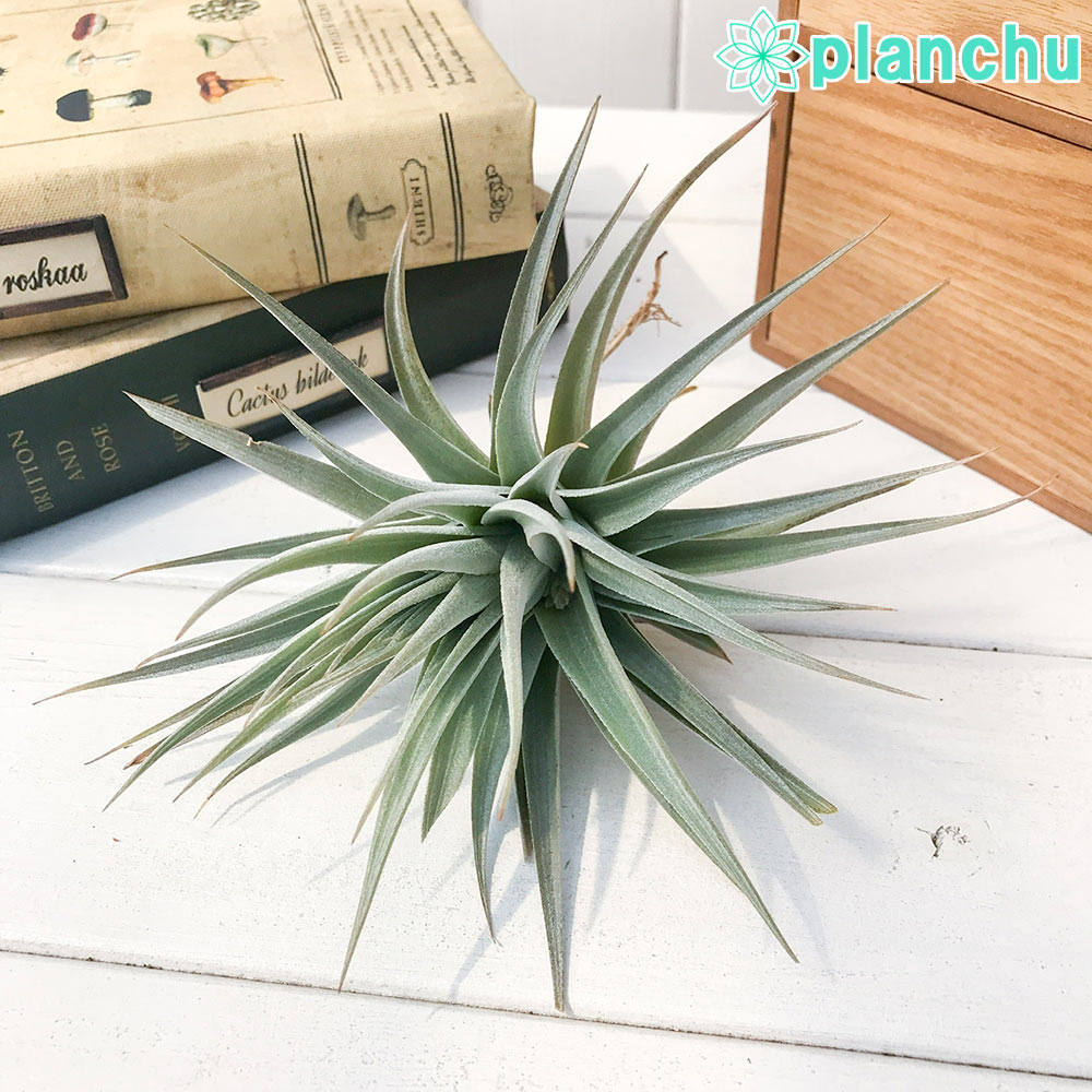 PLANCHU エアプランツ ティランジア グエリジー 1株 W15×H11cm前後 育て方説明書付き Tillandsia guelizii エアープランツ チランジア