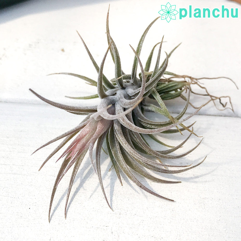 PLANCHU エアプランツ ティランジア スークレイ 1株 W4×H4cm前後 育て方説明書付き Tillandsia sucrei エアープランツ チランジア