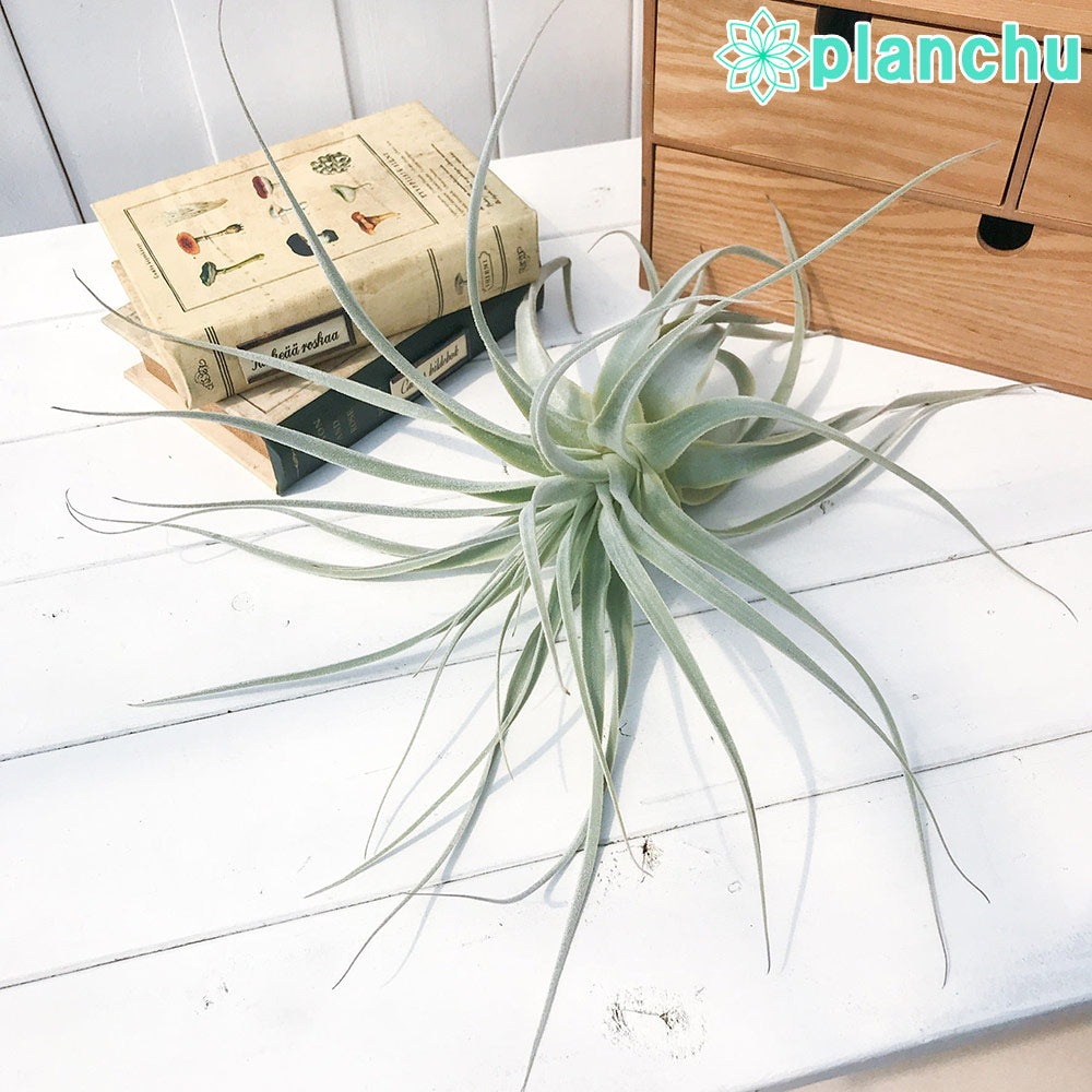 PLANCHU エアプランツ ティランジア ストラミネア 1株 W30×H32cm前後 育て方説明書付き Tillandsia straminea エアープランツ チランジア