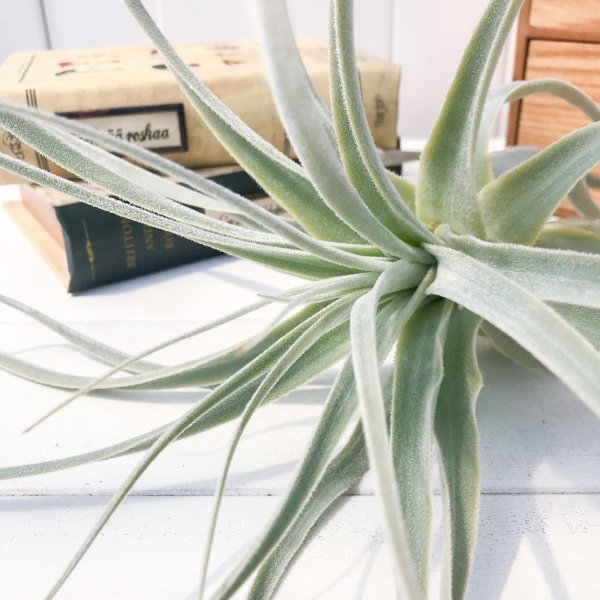 PLANCHU エアプランツ ティランジア ストラミネア 1株 W30×H32cm前後 育て方説明書付き Tillandsia straminea エアープランツ チランジア