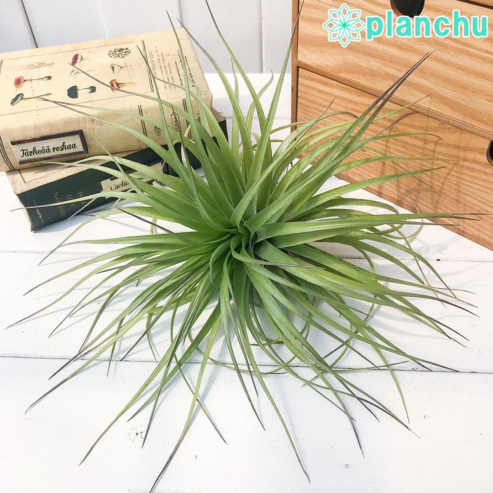 PLANCHU エアプランツ ティランジア ストリクタ ギガンティクス Lサイズ 1株 W28×H13cm前後 育て方説明書付き Tillandsia stricta ‘Giganticus’ エアープランツ チランジア