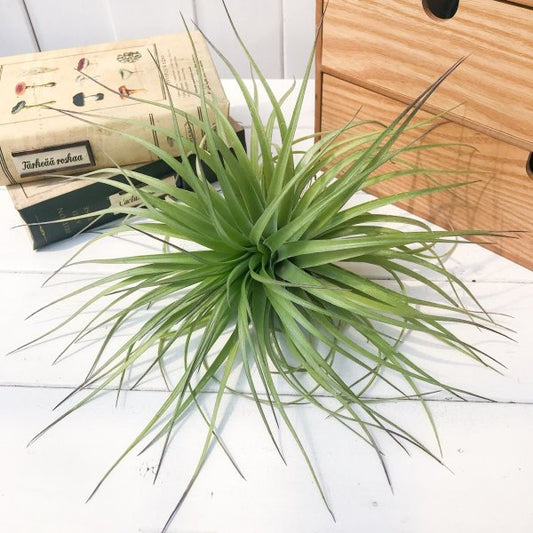 PLANCHU エアプランツ ティランジア ストリクタ ギガンティクス Lサイズ 1株 育て方説明書付き Tillandsia stricta ‘Giganticus’ エアープランツ チランジア