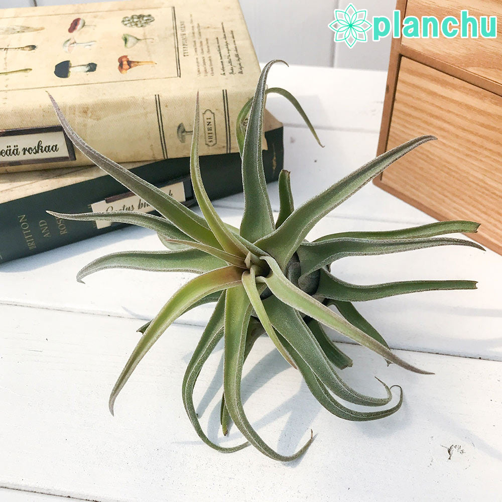 PLANCHU エアプランツ ティランジア セレリアナ ハイブリッド 1株 W15×H12cm前後 育て方説明書付き Tillandsia seleriana hyb. エアープランツ チランジア