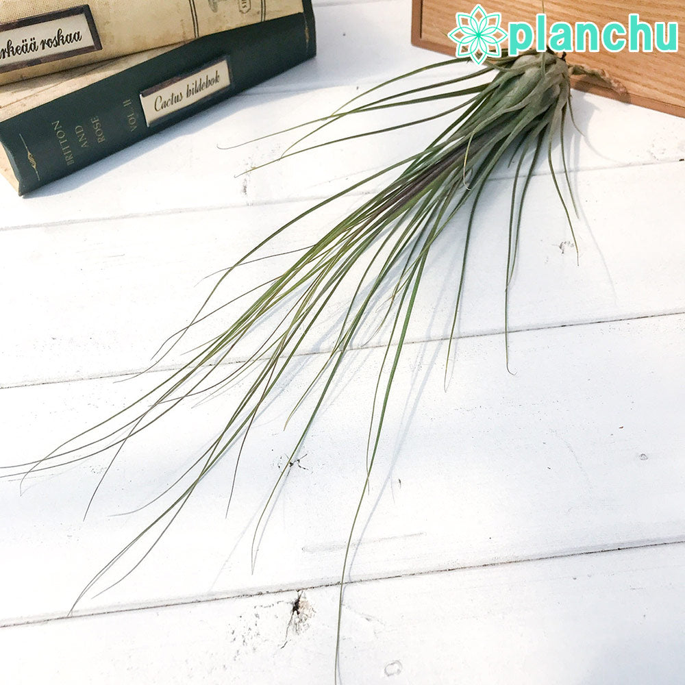 PLANCHU エアプランツ ティランジア ディスティカ マキシマ 1株 W12×H30cm前後 育て方説明書付き Tillandsia disticha ‘Maxima’ エアープランツ チランジア