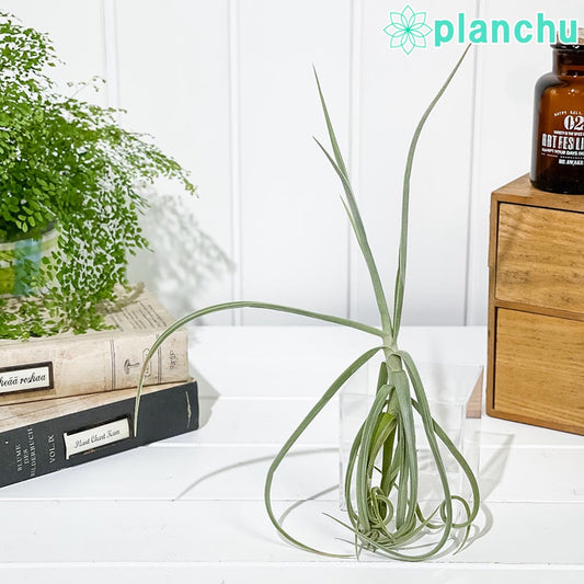 PLANCHU エアプランツ ティランジア ドーラティ 1株 W25×H25cm前後 育て方説明書付き Tillandsia duratii ドゥラティ エアープランツ チランジア