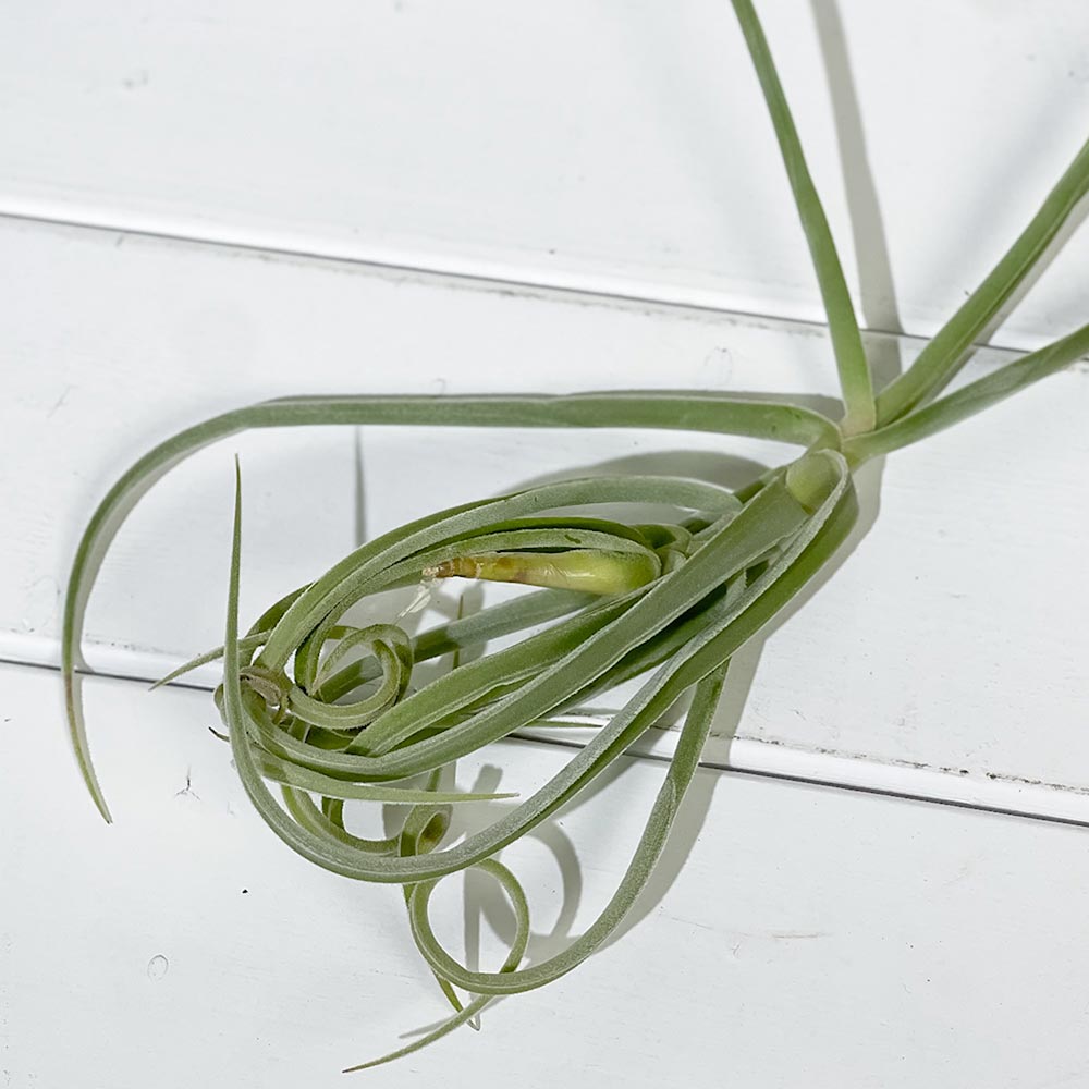 PLANCHU エアプランツ ティランジア ドーラティ 1株 育て方説明書付き Tillandsia duratii エアープランツ チランジア ドゥラティ