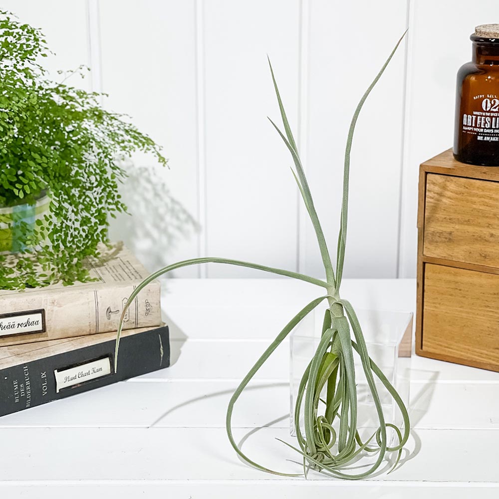 PLANCHU エアプランツ ティランジア ドーラティ 1株 W25×H25cm前後 育て方説明書付き Tillandsia duratii ドゥラティ エアープランツ チランジア