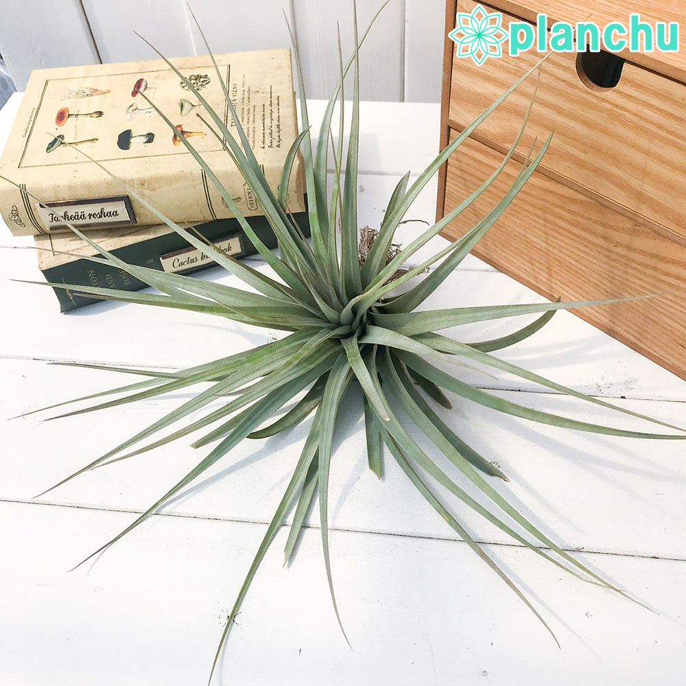 PLANCHU エアプランツ ティランジア ファシクラータ コンパクタ 1株 W30×H18cm前後 育て方説明書付き Tillandsia fasciculata ‘Compacta’ エアープランツ チランジア